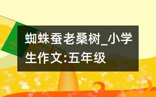 蜘蛛、蠶、老桑樹_小學生作文:五年級