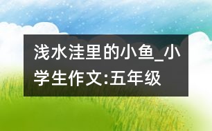 淺水洼里的小魚(yú)_小學(xué)生作文:五年級(jí)