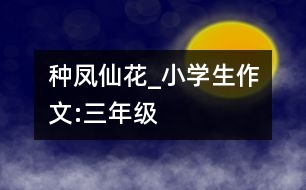 種鳳仙花_小學生作文:三年級