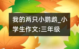 我的兩只小鸚鵡_小學生作文:三年級