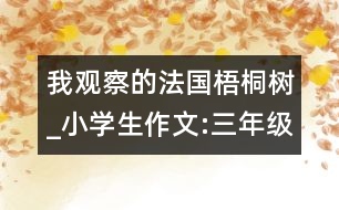 我觀察的法國(guó)梧桐樹_小學(xué)生作文:三年級(jí)