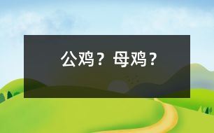 公雞？母雞？