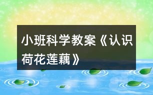 小班科學(xué)教案《認(rèn)識荷花、蓮、藕》