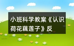 小班科學(xué)教案《認(rèn)識(shí)荷花、藕、蓮子》反思