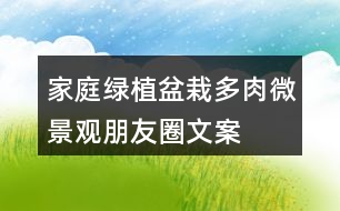 家庭綠植盆栽、多肉、微景觀朋友圈文案40句