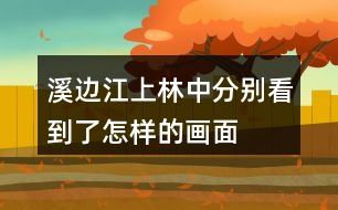 溪邊江上林中分別看到了怎樣的畫(huà)面