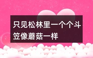 只見松林里一個個斗笠像蘑菇一樣