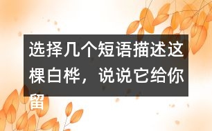 選擇幾個短語描述這棵白樺，說說它給你留下了怎樣的印象
