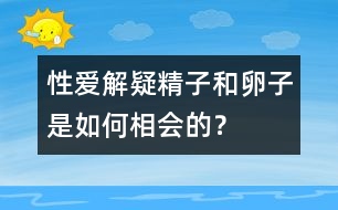 性愛解疑：精子和卵子是如何相會的？
