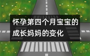 懷孕第四個月寶寶的成長、媽媽的變化