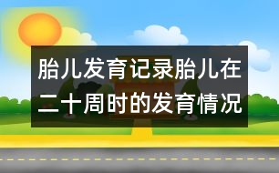 胎兒發(fā)育記錄：胎兒在二十周時的發(fā)育情況