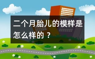 二個(gè)月胎兒的模樣是怎么樣的 ？