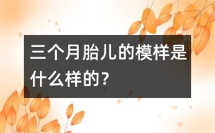 三個(gè)月胎兒的模樣是什么樣的？