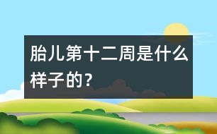胎兒第十二周是什么樣子的？