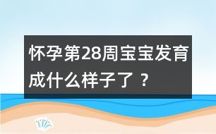 懷孕第28周寶寶發(fā)育成什么樣子了 ？