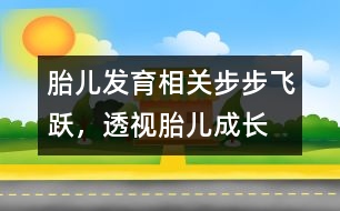 胎兒發(fā)育相關：步步飛躍，透視胎兒成長