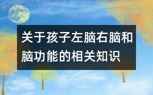 關于孩子左腦、右腦和腦功能的相關知識