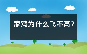 家雞為什么飛不高?