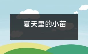 夏天里的小苗
