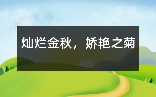 燦爛金秋，嬌艷之菊