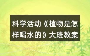 科學活動《植物是怎樣喝水的》大班教案