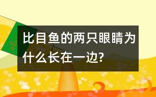 比目魚(yú)的兩只眼睛為什么長(zhǎng)在一邊?