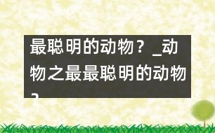 最聰明的動物？_動物之最：最聰明的動物？
