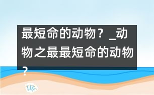 最短命的動物？_動物之最：最短命的動物？
