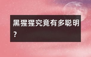 黑猩猩究竟有多聰明？
