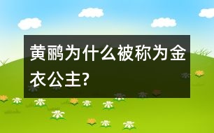 黃鸝為什么被稱(chēng)為“金衣公主”?