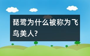 琵鷺為什么被稱為“飛鳥(niǎo)美人”?