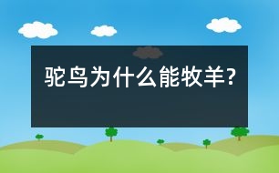 駝鳥(niǎo)為什么能牧羊?