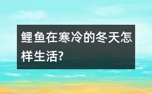 鯉魚在寒冷的冬天怎樣生活?
