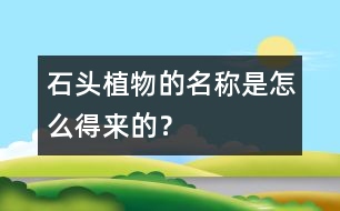 “石頭植物”的名稱是怎么得來的？