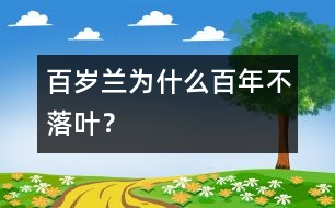 百歲蘭為什么百年不落葉？
