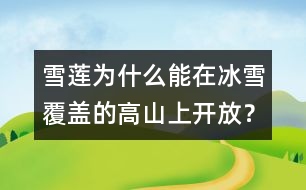 雪蓮為什么能在冰雪覆蓋的高山上開放？