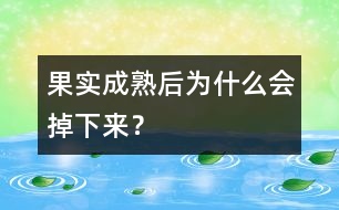 果實(shí)成熟后為什么會(huì)掉下來？