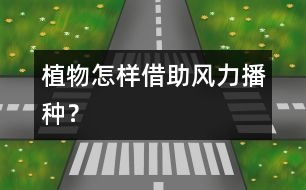 植物怎樣借助風力播種？