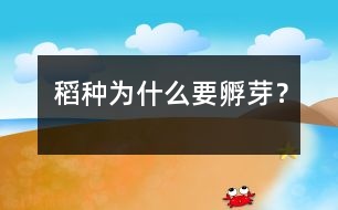 稻種為什么要孵芽？