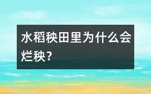水稻秧田里為什么會(huì)爛秧？
