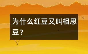 為什么紅豆又叫“相思豆”？