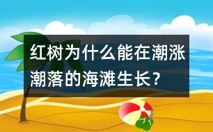 紅樹為什么能在潮漲潮落的海灘生長？