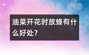 油菜開花時(shí)放蜂有什么好處？