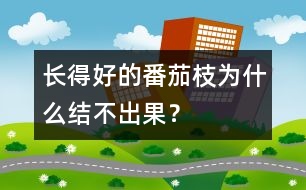 長(zhǎng)得好的番茄枝為什么結(jié)不出果？