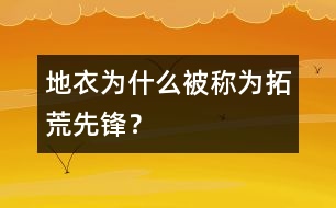 地衣為什么被稱為拓荒先鋒？