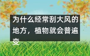 為什么經(jīng)常刮大風(fēng)的地方，植物就會(huì)普遍變矮變粗？
