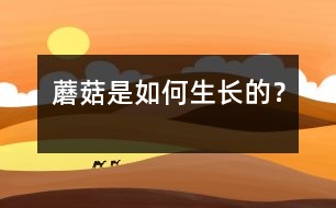 蘑菇是如何生長的？