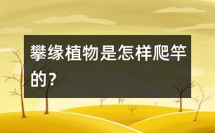 攀緣植物是怎樣爬竿的？