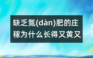 缺乏氮(dàn)肥的莊稼為什么長得又黃又?。?></p>										
																	莊稼長得好是因?yàn)槿~子不斷進(jìn)行光合作用，為莊稼制造營養(yǎng)物質(zhì)。植物進(jìn)行光合作用時(shí)需要葉綠素。葉綠素的分子結(jié)構(gòu)十分復(fù)雜，氮正是其中必不可少的“磚瓦”。沒有氮(dàn)就沒有葉綠素，葉子就會(huì)變黃，莊稼就會(huì)因得不到營養(yǎng)變得又黃又小。<BR>                          						</div>
						</div>
					</div>
					<div   id=