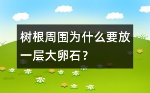 樹根周圍為什么要放一層大卵石？